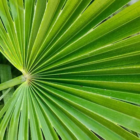 Le Jardin Du Cannet * Bagnols-en-Foret